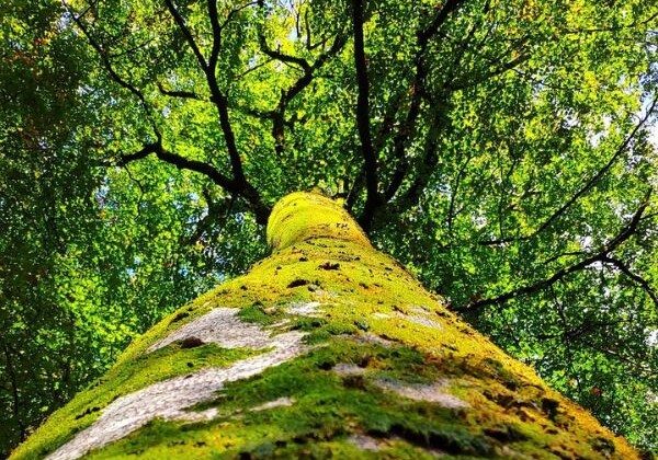 Design sans titre(1).jpg