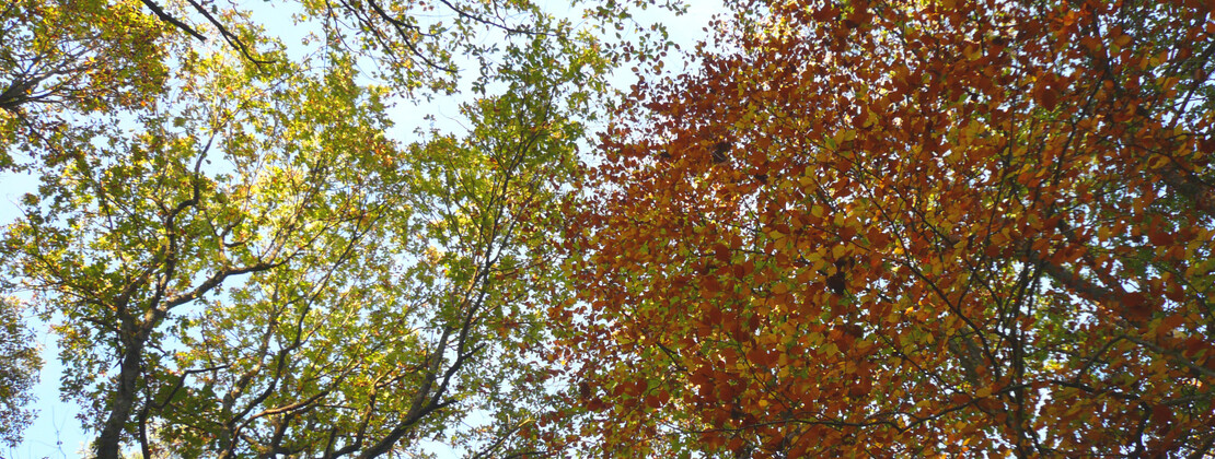 Arbres. CP Vincent ALBERT-BRUNET.jpg