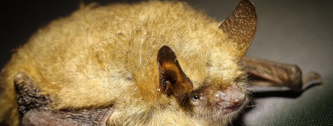 bat-2612580_1280.jpg