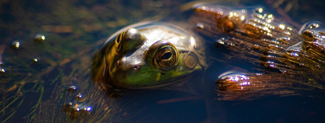frog.jpg