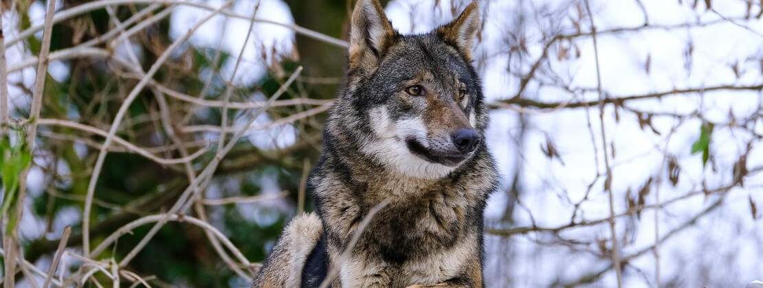 wolf-6912073_1280.jpg