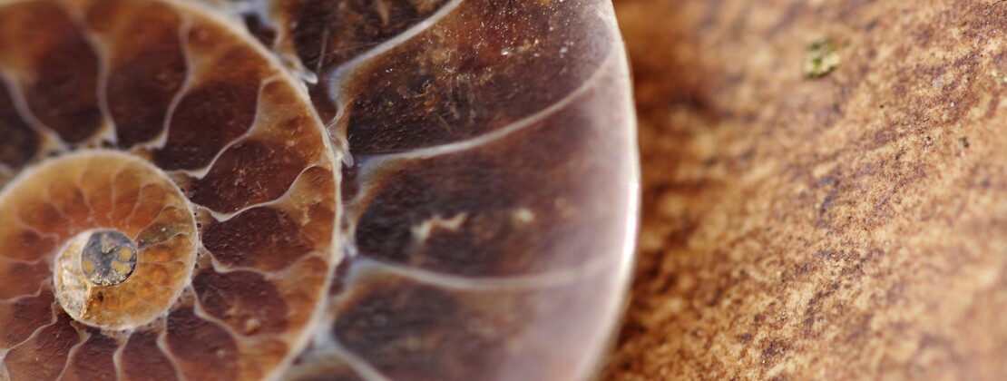 fossile.jpg