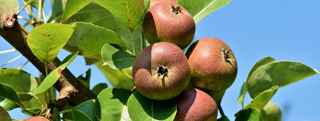 apples-3560751_1280.jpg