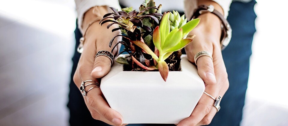 Plantes. CP DomAlberts.jpg