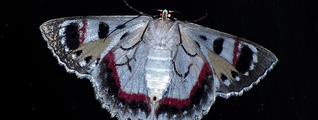 papillon de nuit cp  sandid de Pixabay.jpg