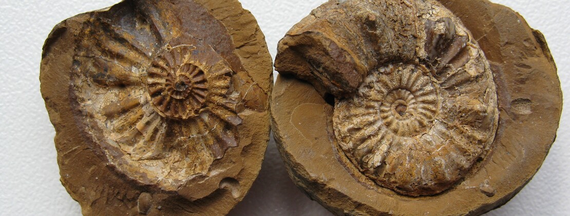 Fossile.jpg