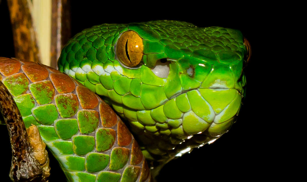 Reptiland Martel Vallée de la Dordogne Tourisme Rocamadour