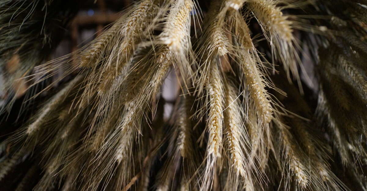 Latelier Des Fleurs Séchées Plantes Et Fleurs Aizenay
