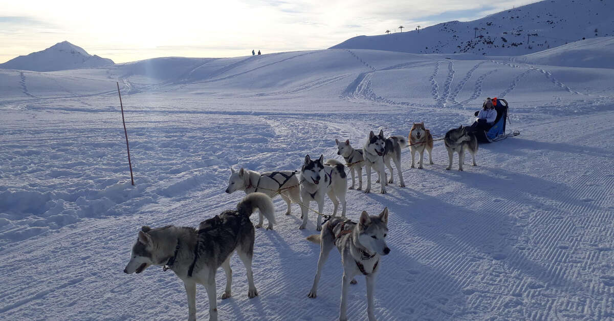Wild Experiences Chiens De Traineau Hautes Alpes