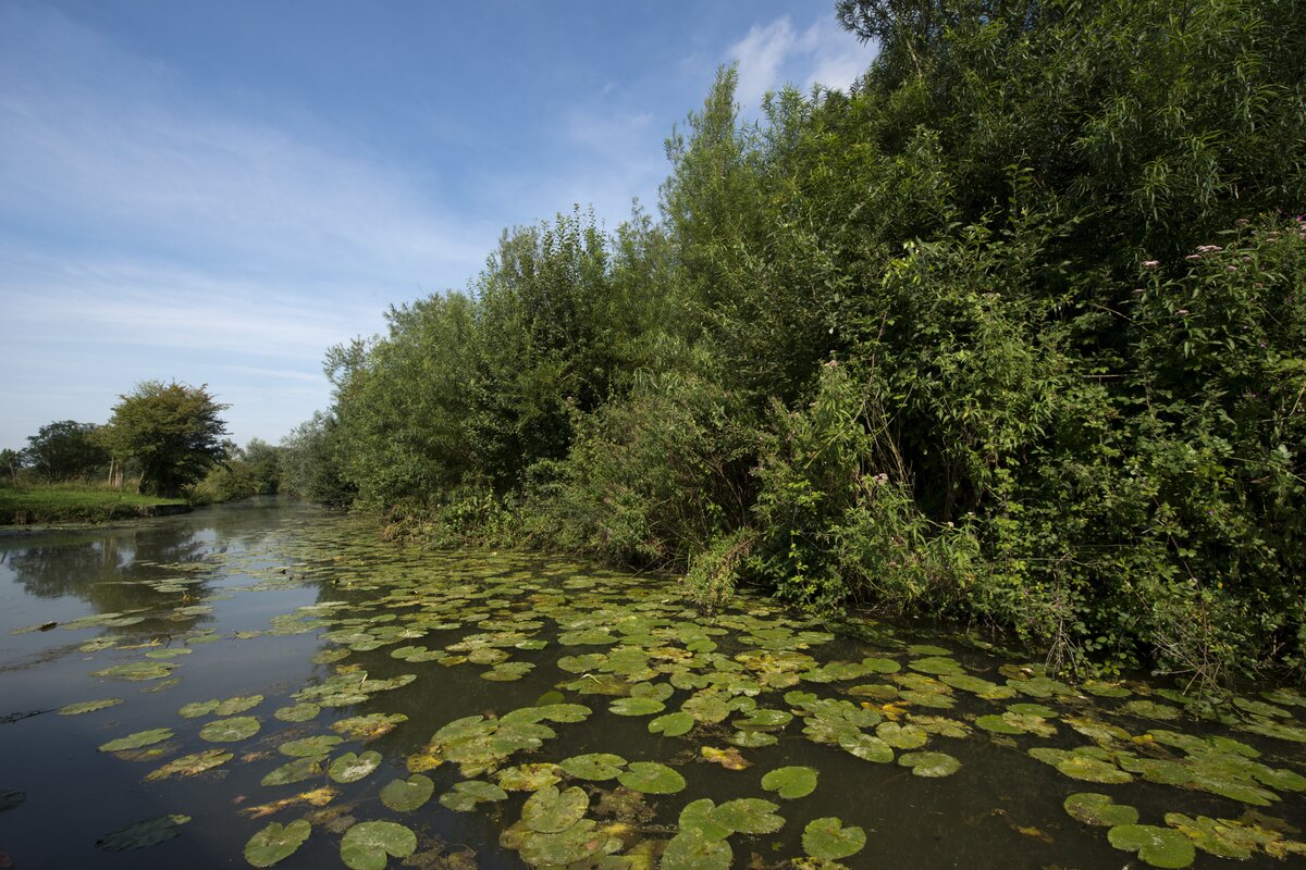 Marais Arbres Nénuphar SAINT-OMER