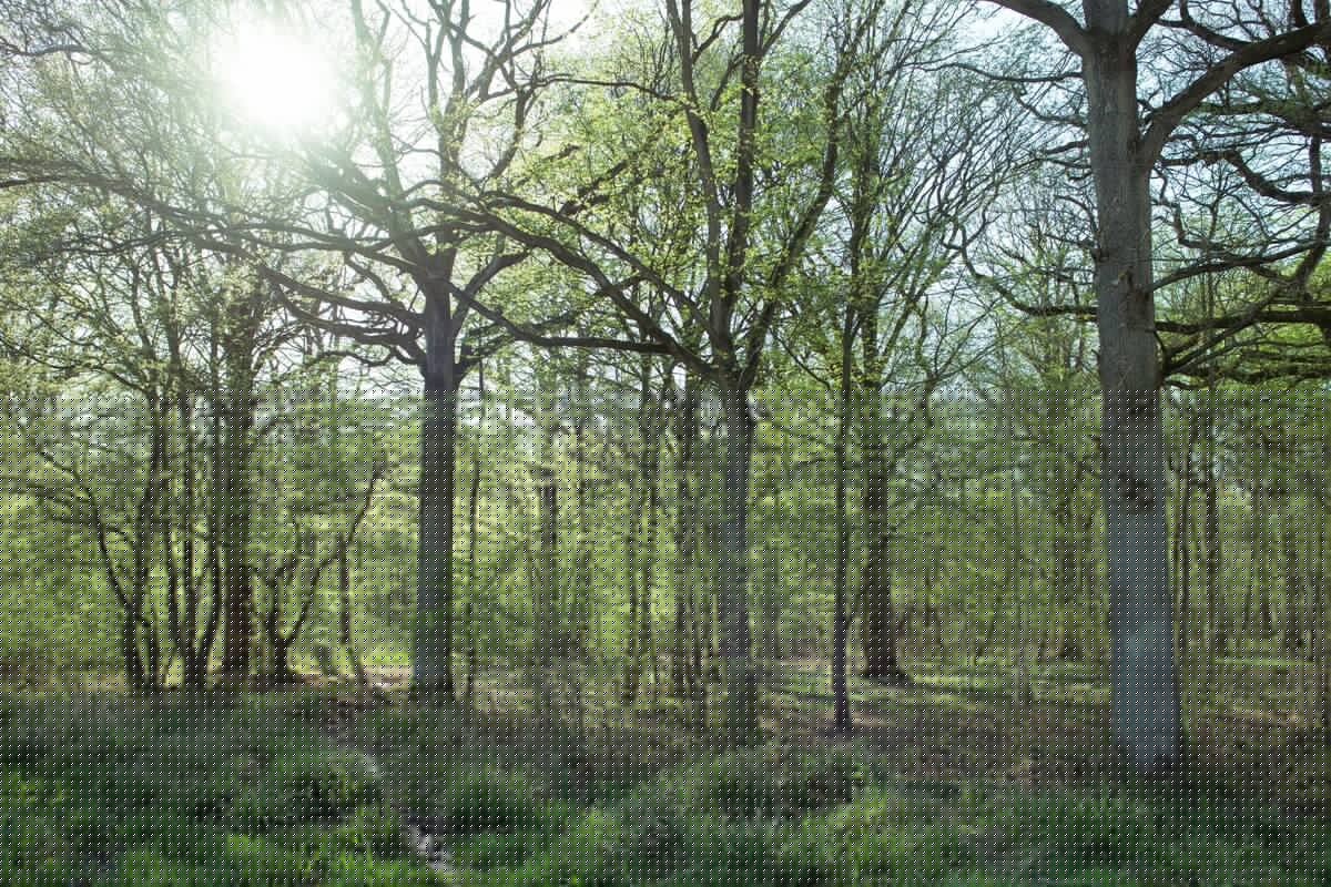 Arbres Soleil  Forêt de Clairmarais 2018 CLAIMARAIS © Jessy Hochart Tourisme en Pays de Saint-Omer