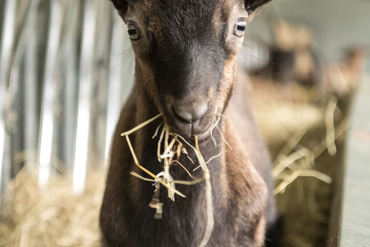 Ferme La Chev'riotte à RECLINGHEM