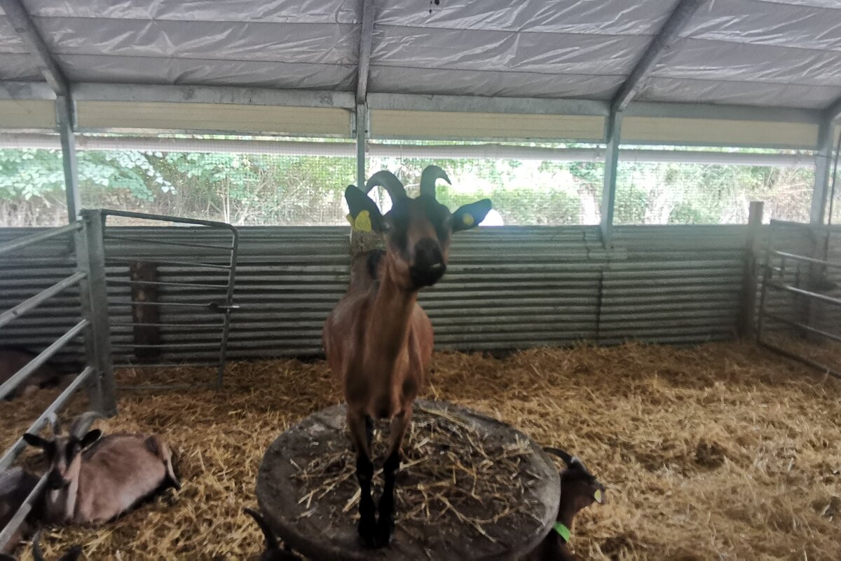 Ferme La Chev'riotte à RECLINGHEM
