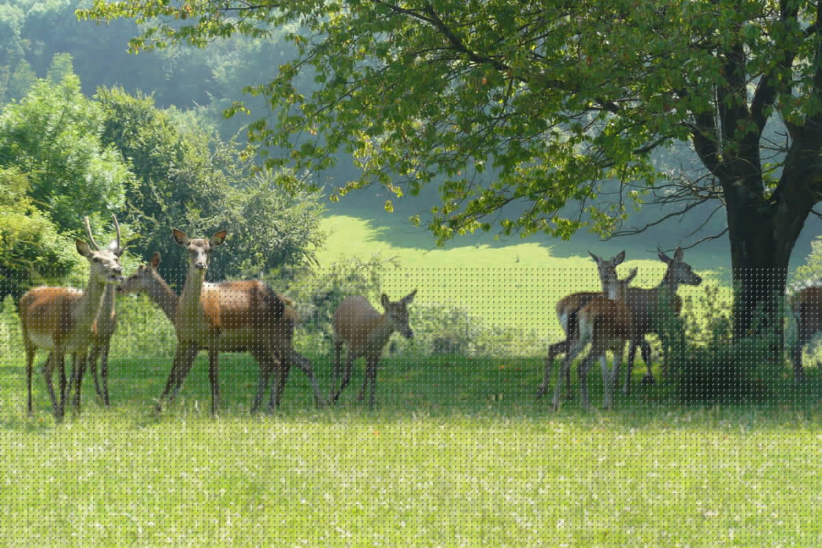 Ferme du Mont Vert à Alquines en 2009