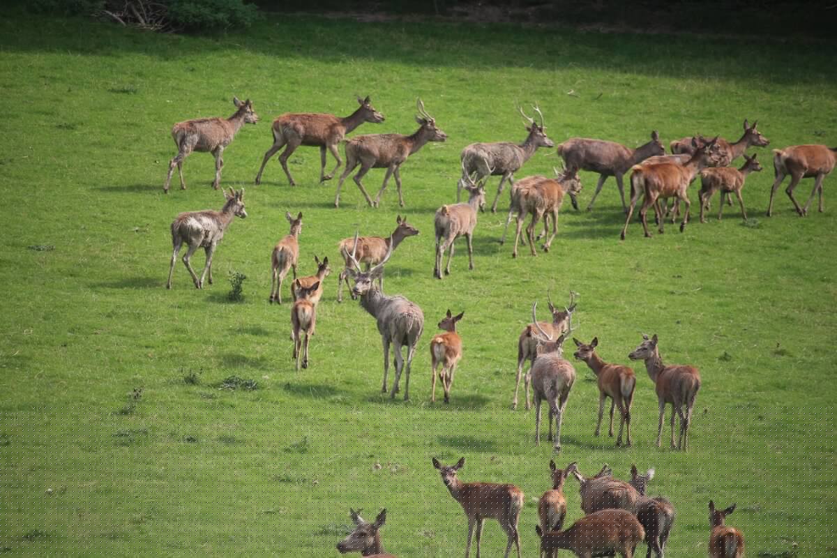 Ferme du Mont Vert à Alquines en 2009