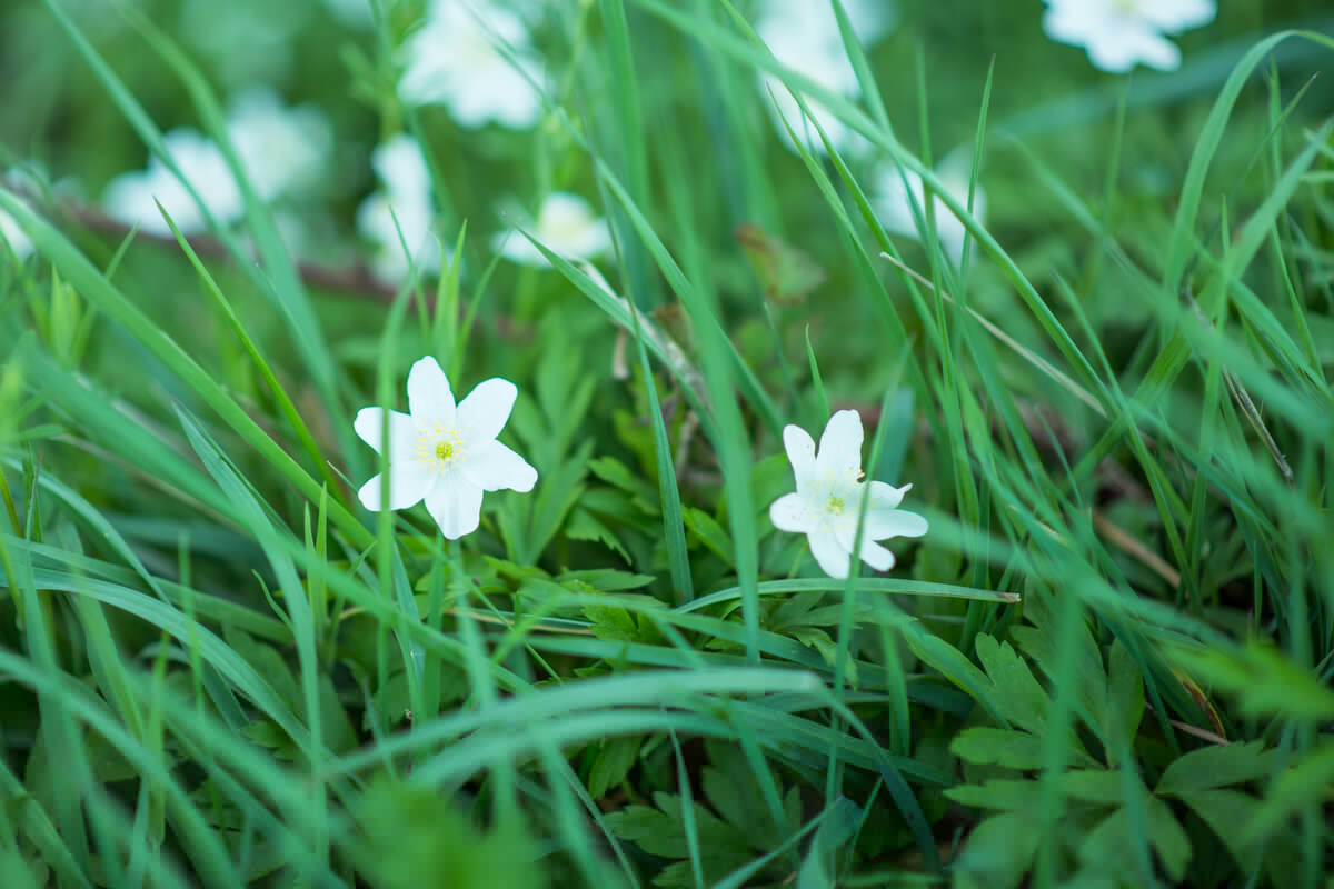 Fleur Forêt de Clairmarais 2018 CLAIMARAIS © Jessy Hochart Tourisme en Pays de Saint-Omer