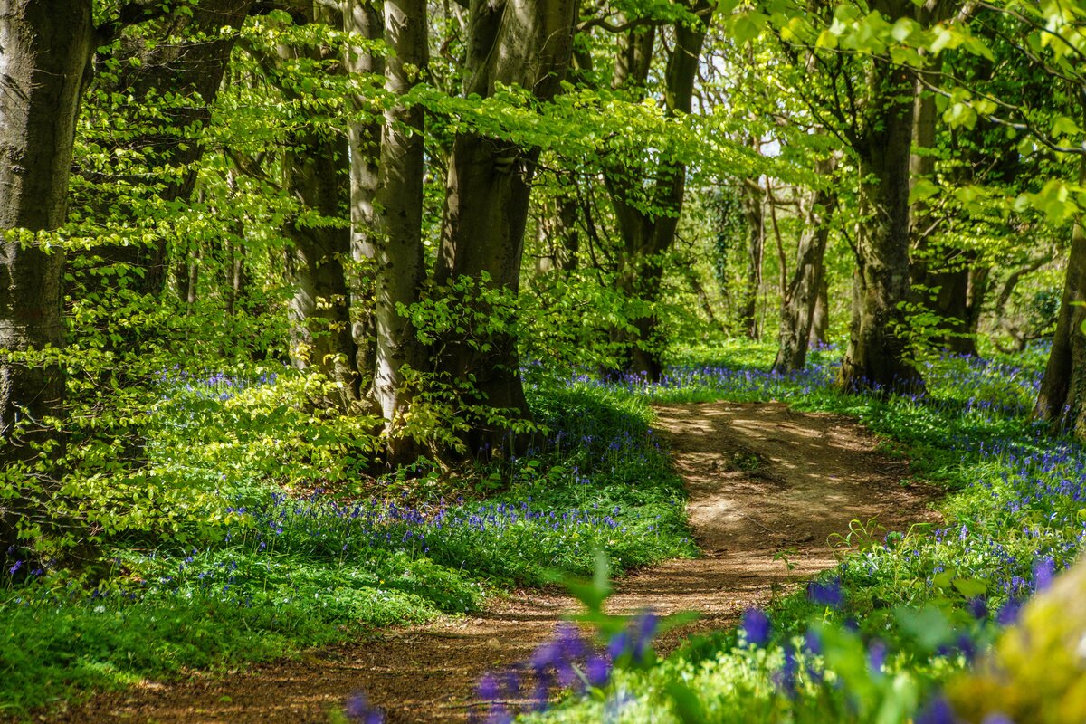 Forêt de TOURNEHEM-SUR-LA-HEM 