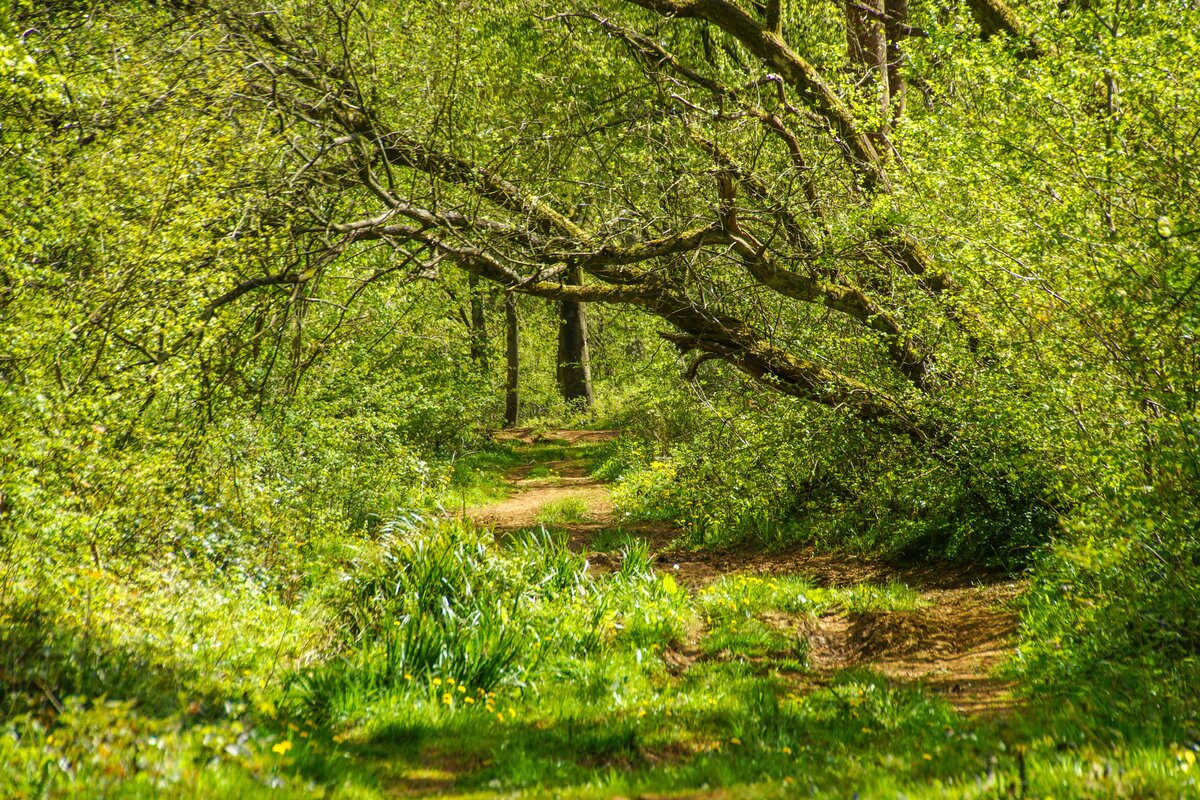 Forêt de TOURNEHEM-SUR-LA-HEM 