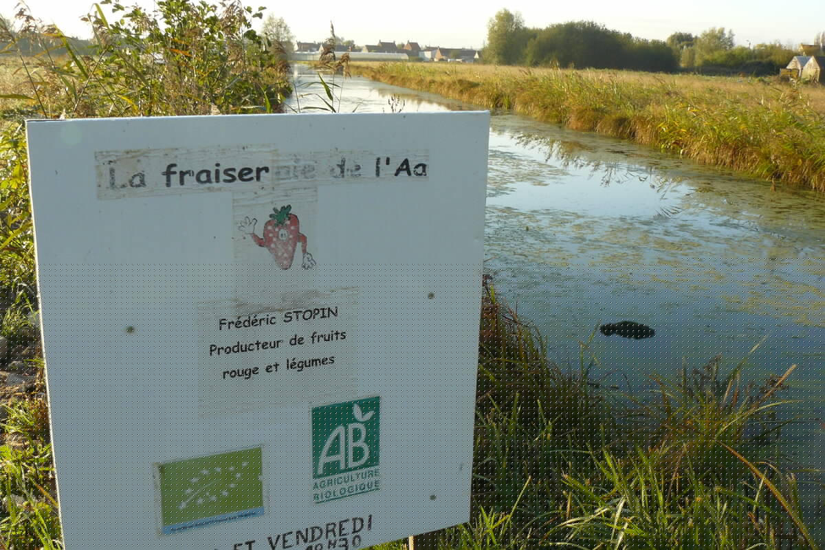La Fraiseraie de l'Aa à CLAIRMARAIS