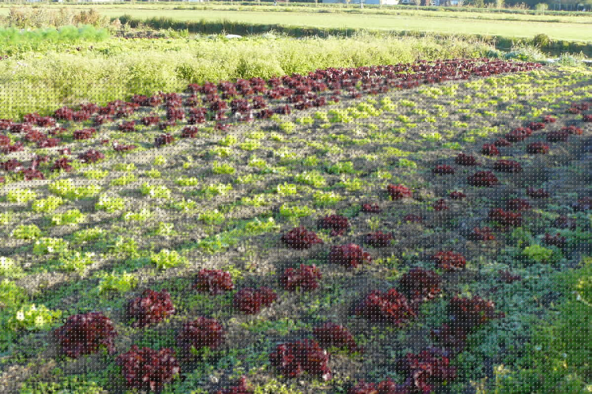 La Fraiseraie de l'Aa à CLAIRMARAIS