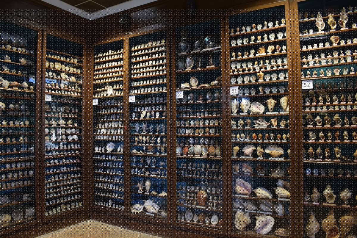 Salle_des_coquillages_musee_dupuis