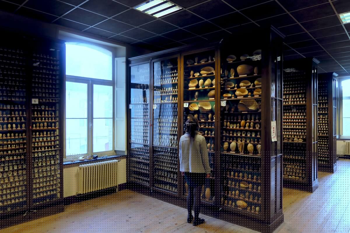Salle_des_coquillages_musee_dupuis