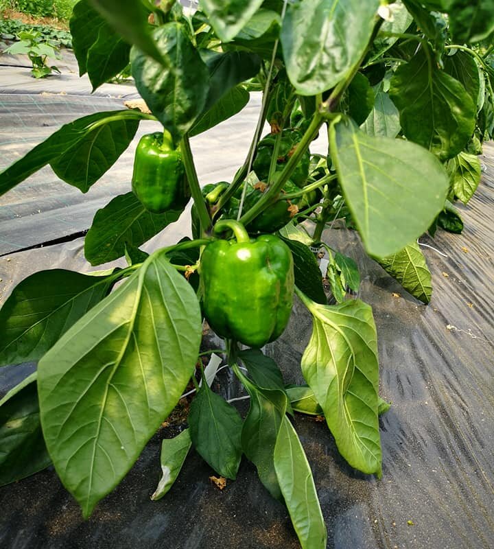 au-jardin-de-serques_poivrons_1