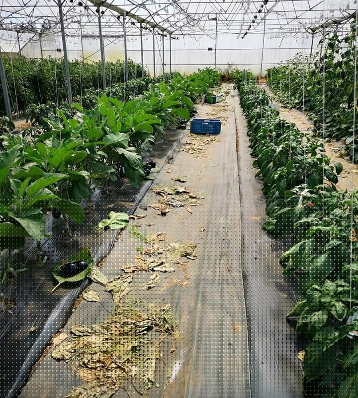 au-jardin-de-serques_serre_1