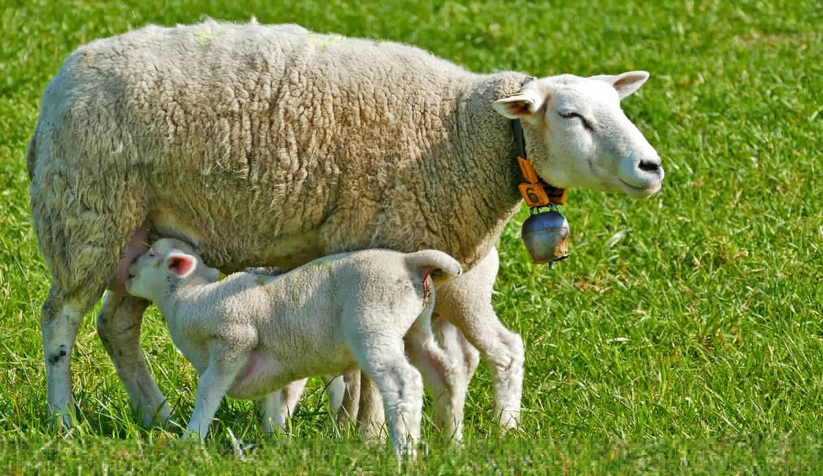 Brebis, photo d'illustration (non contractuelle)