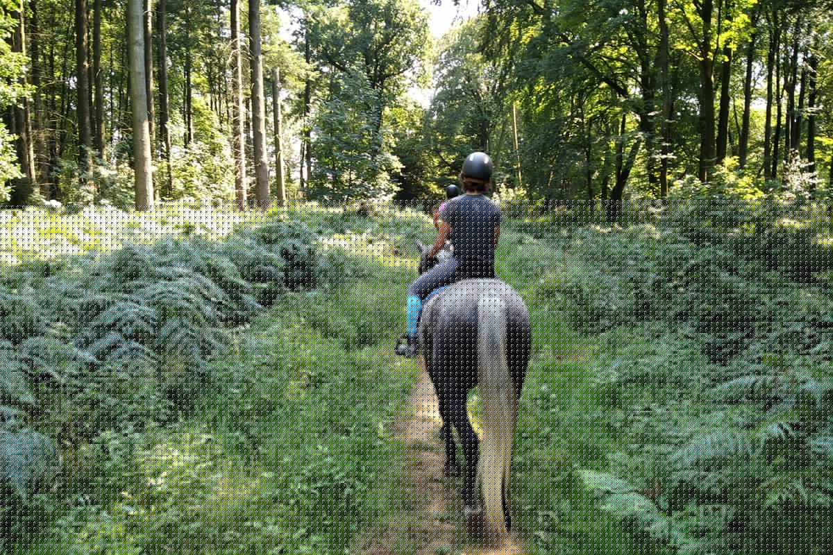 Ferme équestre Les Ardents