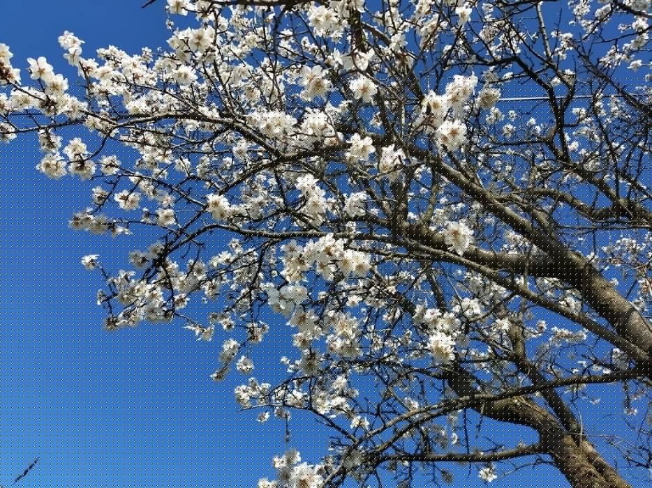 jardins-lahaiedesdames_mametz (2)