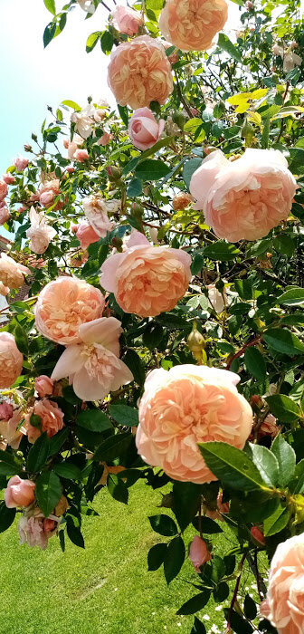 jardins-lahaiedesdames_mametz (3)