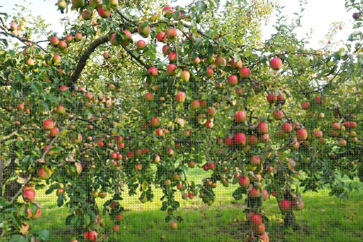 Ferme Sous la rue Gaillot