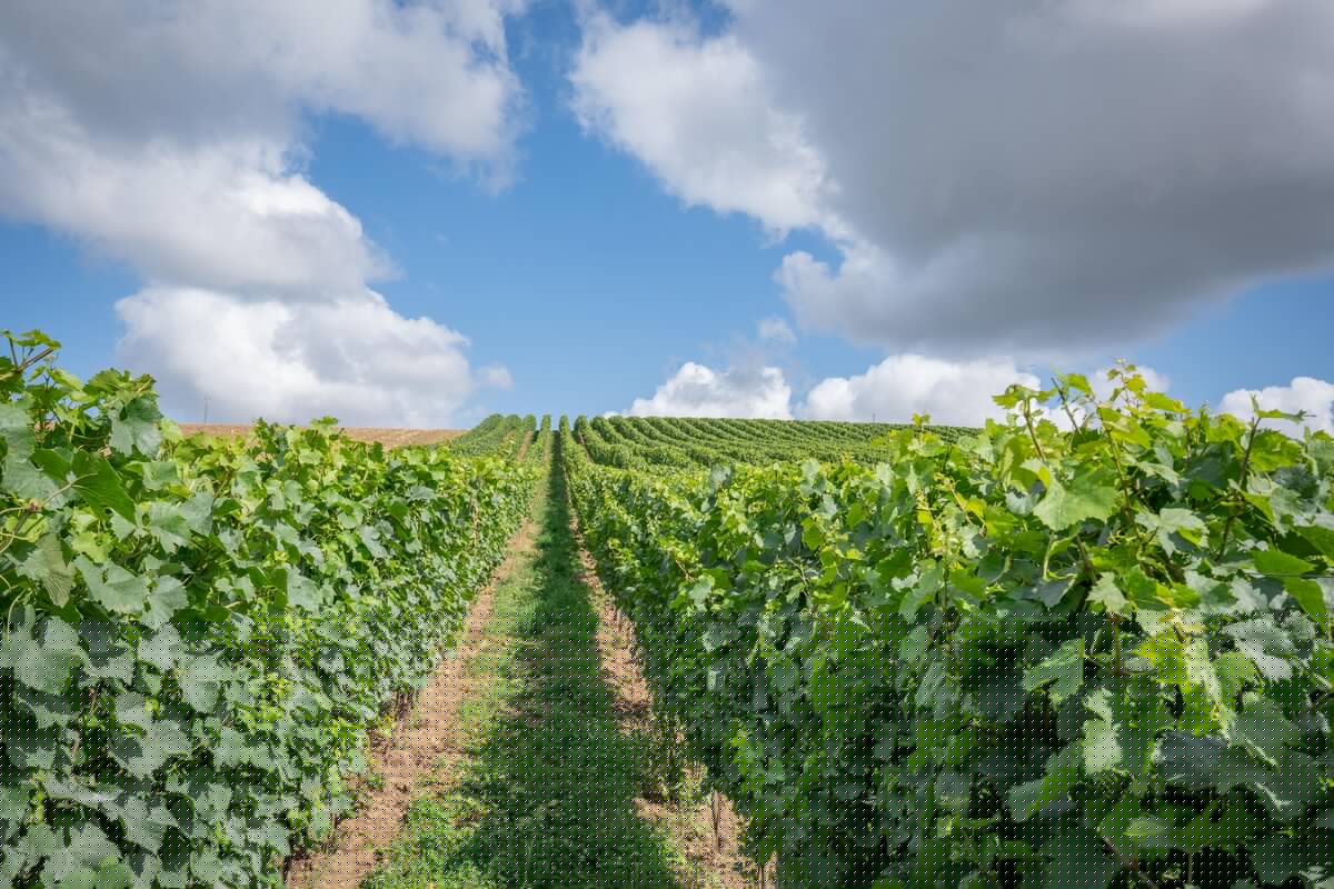 Vignes - Ferme du Norbert 