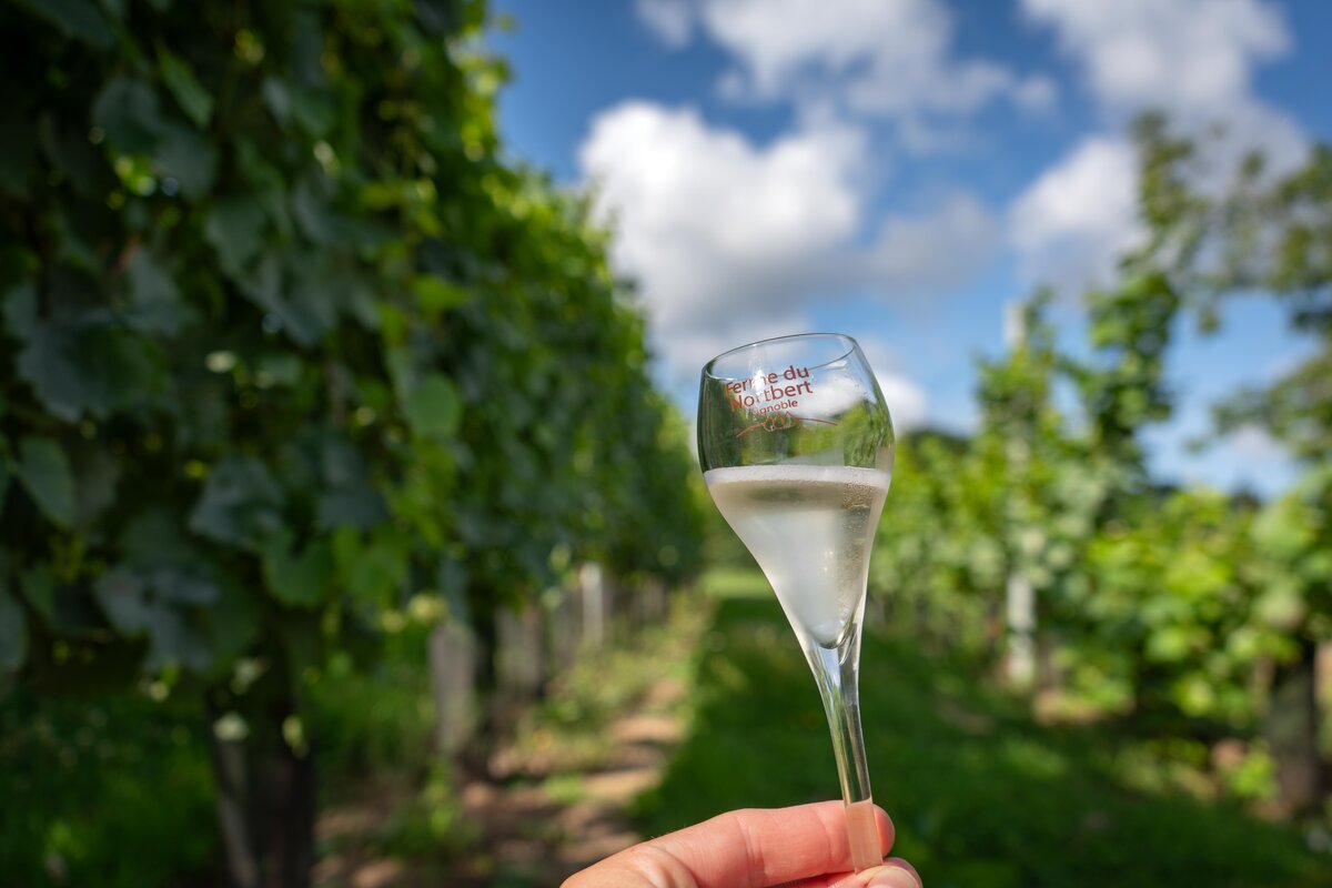 Vignes - Ferme du Norbert 