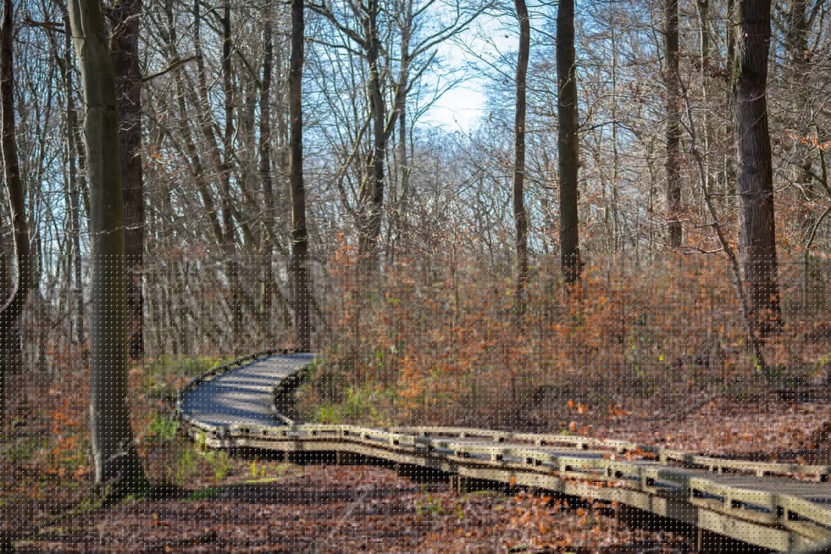 Forêt d'Éperlecques 2024