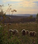 CP Ferme mont st Benoist5.jpg