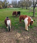 les poneys photo de Pinel Pauline.jpg