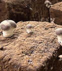 Les Champignons de Cussangy.jpg