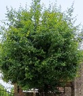 Gîte des Loups.jpg