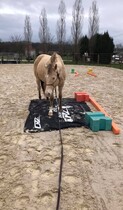 travail du cheval en ethologie photo de Pinel Pauline.jpg