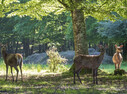 Espace Faune de la Forêt d’Orient - 1