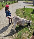 Ferme pédagogique du Grand Der - 3