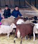 Ferme Pédagogique de la Marque - 2