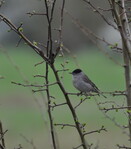 Mélodies sauvages de la Forêt d’Orient - 4