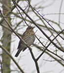 Mélodies sauvages de la Forêt d’Orient - 2