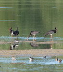 Ailes d&rsquo;Orient - 1