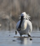 Ailes d&rsquo;Orient - 2