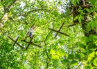 Accrobranche-71 PETIT.jpg