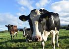 cow-3168858_1920.jpg